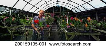 Stock Photography - mature man working 
in greenhouse 
filled with orchids. 
fotosearch - search 
stock photos, 
pictures, images, 
and photo clipart