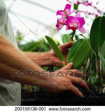 Stock Photography - mature man working 
with orchids in 
greenhouse, mid 
section, side 
view. fotosearch 
- search stock 
photos, pictures, 
images, and photo 
clipart