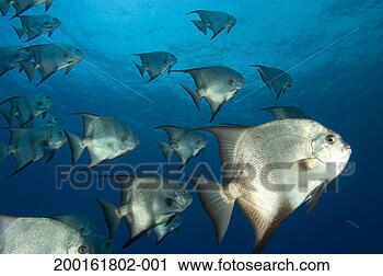 Stock Photography - atlantic spadefish 
(chaetodipterus 
faber) school, 
underwater view. 
fotosearch - search 
stock photos, 
pictures, images, 
and photo clipart