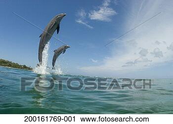 Stock Photography - bottlenose dolphins 
(tursiops truncatus) 
jumping, low angle 
view. fotosearch 
- search stock 
photos, pictures, 
images, and photo 
clipart