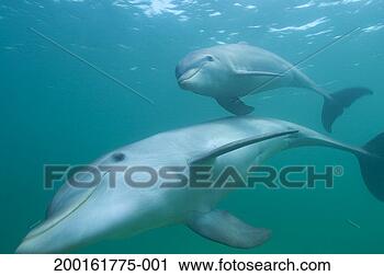 Stock Photography - female and juvenile 
dolphins, underwater 
view. fotosearch 
- search stock 
photos, pictures, 
images, and photo 
clipart