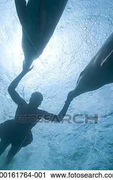 Stock Photography - man swimming with 
bottlenose dolphins 
(tursiops truncatus). 
fotosearch - search 
stock photos, 
pictures, images, 
and photo clipart