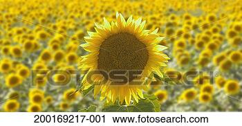 Stock Photography - sunflowers (helianthus 
sp), summer. fotosearch 
- search stock 
photos, pictures, 
images, and photo 
clipart