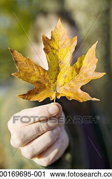 Stock Photography - woman holding 
autumnal maple 
leaf (focus on 
leaf). fotosearch 
- search stock 
photos, pictures, 
images, and photo 
clipart