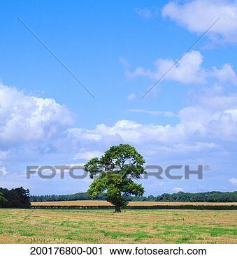 Stock Photography - england, norfolk, 
tree in field 
by hedgerow. fotosearch 
- search stock 
photos, pictures, 
images, and photo 
clipart