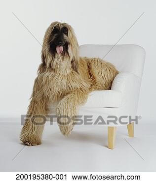 Arquivo de Fotografia - afghan,  cão caça, 
 sentando,  poltrona. 
fotosearch - busca 
de fotos, imagens 
e clipart