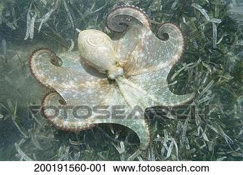 Stock Photography - caribbean octopus 
in shallows, overhead 
view. fotosearch 
- search stock 
photos, pictures, 
images, and photo 
clipart
