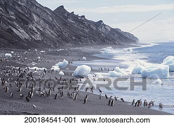 Stock Photography - chinstrap penguins 
(pygoscelis antarctica) 
on beach. fotosearch 
- search stock 
photos, pictures, 
images, and photo 
clipart