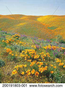 Stock Photography - poppies (eschscholtzia 
californica) and 
lupine (lupinus 
polyphyllus). 
fotosearch - search 
stock photos, 
pictures, images, 
and photo clipart