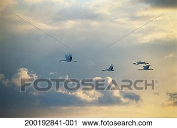 Stock Photography - red-crested cranes 
           (tancho-tsuru) 
in flight at sunset. 
fotosearch - search 
stock photos, 
pictures, images, 
and photo clipart