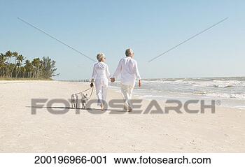 Stock Photography - senior couple 
walking two jack 
russell terriers 
on beach, rear 
view. fotosearch 
- search stock 
photos, pictures, 
images, and photo 
clipart