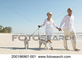 Stock Photography - senior couple 
walking two jack 
russell terriers 
on beach, smiling. 
fotosearch - search 
stock photos, 
pictures, images, 
and photo clipart