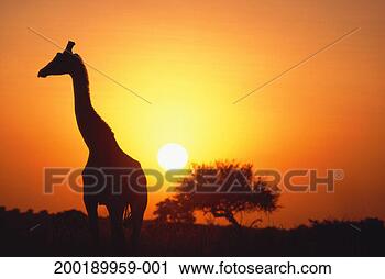 Stock Photography - silhouette of 
giraffe (giraffa 
camelopardalis) 
at dawn. fotosearch 
- search stock 
photos, pictures, 
images, and photo 
clipart