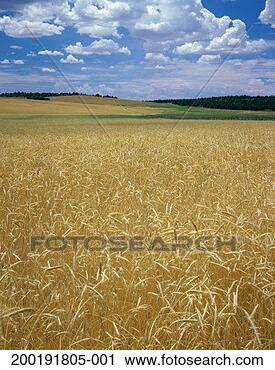 Stock Photography - wheat field (triticum 
aestivum), summer. 
fotosearch - search 
stock photos, 
pictures, images, 
and photo clipart