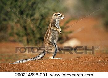 Stock Photography - cape ground squirrel 
(xerus inauris) 
standing on hind 
legs, close-up. 
fotosearch - search 
stock photos, 
pictures, images, 
and photo clipart