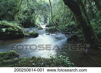 Stock Photography - lush vegetation 
by forest stream. 
fotosearch - search 
stock photos, 
pictures, images, 
and photo clipart