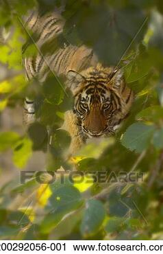 Stock Photography - bengal tiger (panthera 
tigris) in forest. 
fotosearch - search 
stock photos, 
pictures, images, 
and photo clipart