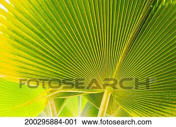 Stock Photography - fan palm leaf, 
close-up. fotosearch 
- search stock 
photos, pictures, 
images, and photo 
clipart