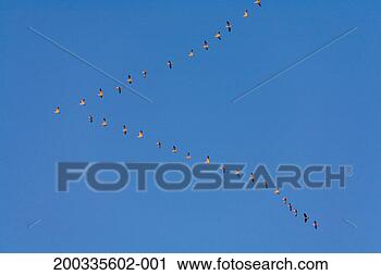 Stock Photography - flock of migrating 
snow geese flying 
south, view from 
below, autumn. 
fotosearch - search 
stock photos, 
pictures, images, 
and photo clipart