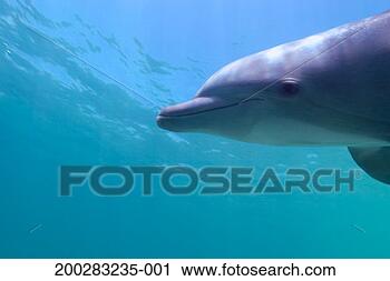 Stock Photography - honduras, roatan, 
bottlenose dolphin 
(tursiops truncatus). 
fotosearch - search 
stock photos, 
pictures, images, 
and photo clipart