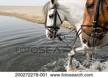 Stock Photography - two horses crossing 
river, side view. 
fotosearch - search 
stock photos, 
pictures, images, 
and photo clipart