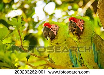 Stock Photography - two military macaws 
(ara militaris) 
on tree branch. 
fotosearch - search 
stock photos, 
pictures, images, 
and photo clipart