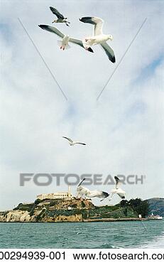 Stock Photography - usa, california, 
san francisco 
bay, seagulls 
flying near alcatraz. 
fotosearch - search 
stock photos, 
pictures, images, 
and photo clipart