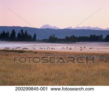Stock Photography - usa, washington 
state, cle elum, 
horses grazing, 
dawn mist. fotosearch 
- search stock 
photos, pictures, 
images, and photo 
clipart