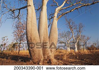 Stock Photography - australia, western 
australia, the 
kimberleys, boab 
trees. fotosearch 
- search stock 
photos, pictures, 
images, and photo 
clipart