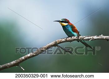 Stock Photography - european bee-eater 
(merops apiaster) 
on branch. fotosearch 
- search stock 
photos, pictures, 
images, and photo 
clipart