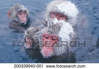 Stock Photography - four japanese 
macaques (macaca 
fuscata) monkeys 
in hot spring. 
fotosearch - search 
stock photos, 
pictures, images, 
and photo clipart