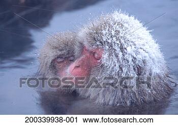 Stock Photography - two japanese macaques 
(macaca fuscata) 
monkeys in hot 
spring. fotosearch 
- search stock 
photos, pictures, 
images, and photo 
clipart