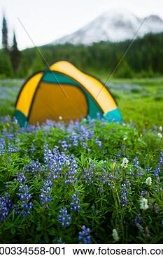 Stock Photography - usa, washington, 
mt rainier national 
park, tent among 
wildflowers. fotosearch 
- search stock 
photos, pictures, 
images, and photo 
clipart