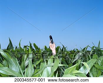 Stock Photography - young man holding 
cell phone in 
cornfield, close-up 
of hand. fotosearch 
- search stock 
photos, pictures, 
images, and photo 
clipart