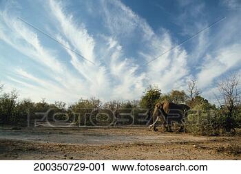 Stock Photography - african elephant 
(loxodonta africana) 
emerging from 
bush. fotosearch 
- search stock 
photos, pictures, 
images, and photo 
clipart