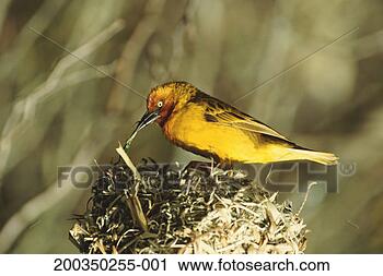 Stock Photography - cape weaver (ploceus 
capensis) on nest. 
fotosearch - search 
stock photos, 
pictures, images, 
and photo clipart