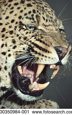 Stock Photography - leopard (panthera 
pardus) snarling, 
close-up. fotosearch 
- search stock 
photos, pictures, 
images, and photo 
clipart