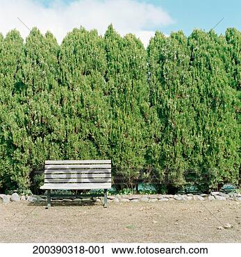 Stock Photography - bench in front 
of tall bushes. 
fotosearch - search 
stock photos, 
pictures, images, 
and photo clipart
