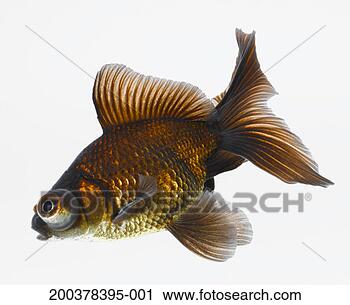 Stock Photography - black moor goldfish 
(carassius auratus). 
fotosearch - search 
stock photos, 
pictures, images, 
and photo clipart