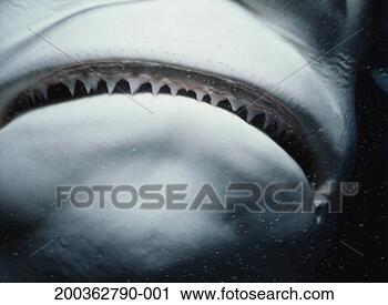 Stock Photography - caribbean reef 
shark (carcharhinus 
perezi), close-up 
of mouth. fotosearch 
- search stock 
photos, pictures, 
images, and photo 
clipart
