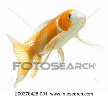 Stock Photography - carp (cyprinus 
carpio). fotosearch 
- search stock 
photos, pictures, 
images, and photo 
clipart