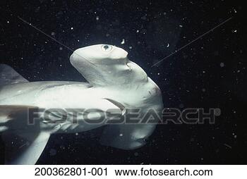Stock Photography - juvenile scalloped 
hammerhead shark 
(sphyrna lewini). 
fotosearch - search 
stock photos, 
pictures, images, 
and photo clipart