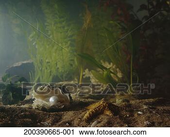 Stock Photography - pearl in open 
oyster shell underwater. 
fotosearch - search 
stock photos, 
pictures, images, 
and photo clipart