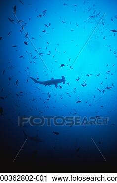 Stock Photography - scalloped hammerhead 
sharks (sphyrna 
lewini). fotosearch 
- search stock 
photos, pictures, 
images, and photo 
clipart