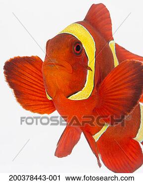 Stock Photography - spine-cheek anemonefish 
(premnas biaculeatus). 
fotosearch - search 
stock photos, 
pictures, images, 
and photo clipart