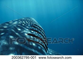 Stock Photography - whale shark (rhincodon 
typus), close-up 
of gills. fotosearch 
- search stock 
photos, pictures, 
images, and photo 
clipart
