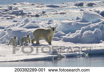 Stock Photography - polar bear sow 
and two young 
cubs (ursus maritimus). 
fotosearch - search 
stock photos, 
pictures, images, 
and photo clipart