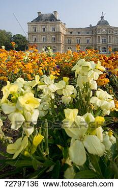 Stock Photo - france, paris, 
versailles, daffodils. 
fotosearch - search 
stock photos, 
pictures, images, 
and photo clipart