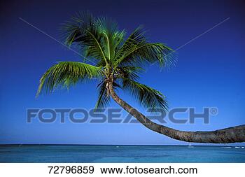 Stock Photograph - palm tree on beach. 
fotosearch - search 
stock photos, 
pictures, images, 
and photo clipart