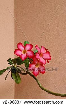 Picture - pink flowers on 
twig, close up. 
fotosearch - search 
stock photos, 
pictures, images, 
and photo clipart